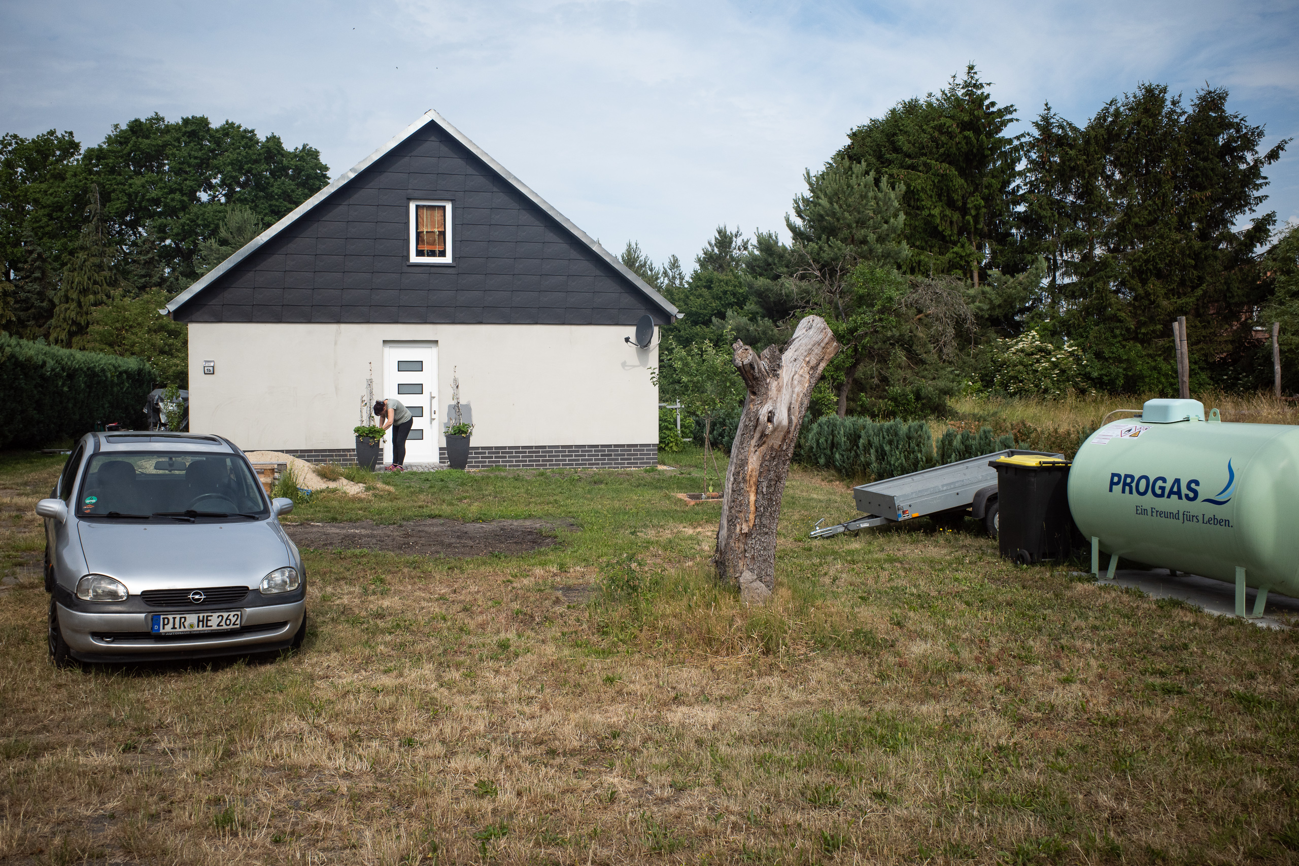 Mohn und Kornblumen zwischen Kiefernwäldern